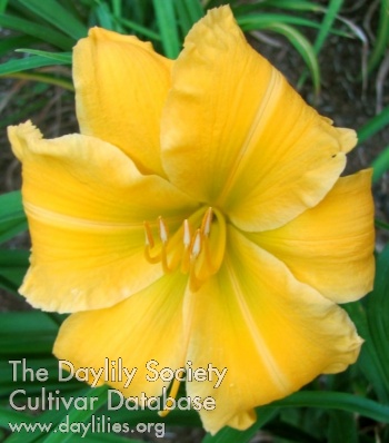 Daylily Gold and Silver